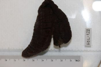 Media type: image;   Invertebrate Zoology HOL-128 Description: Preserved specimen.;